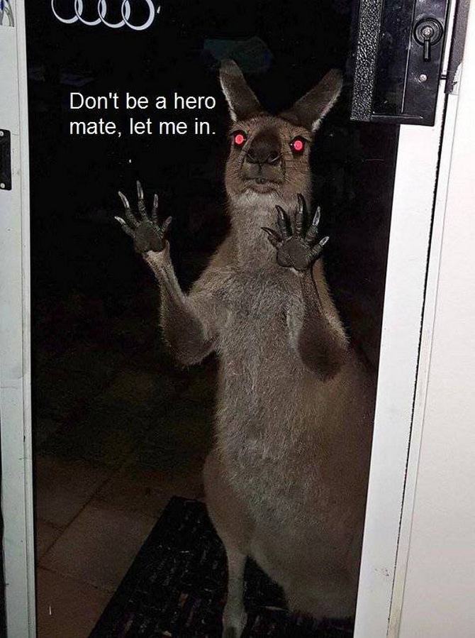 Austrália: Sim Ou Não? Decisão difícil! (32 fotos) 32