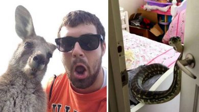 Austrália: Sim Ou Não? Decisão difícil! (32 fotos) 29