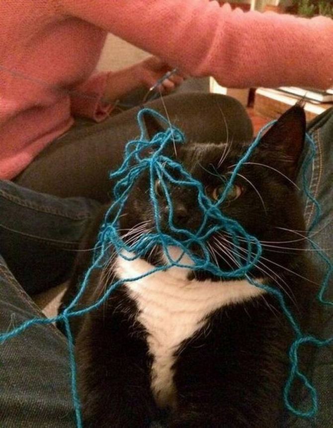 21 fotos divertidas que mostram o que são os gatos 14