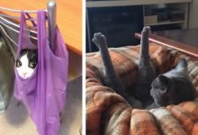 21 fotos divertidas que mostram o que são os gatos 19