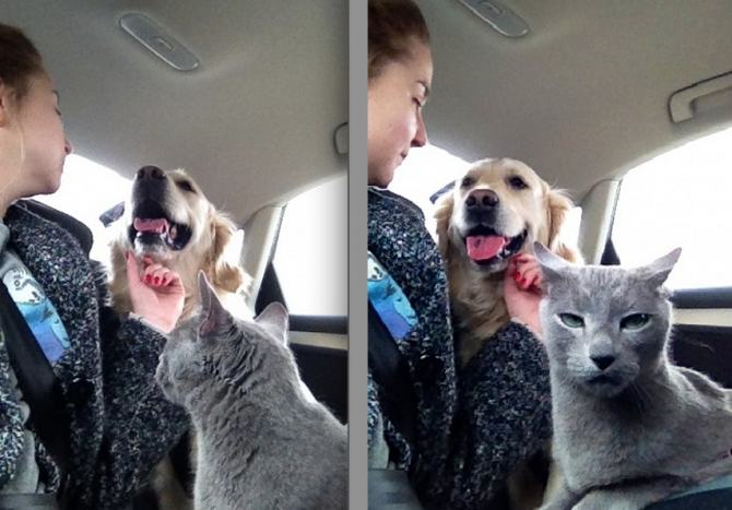 20 fotos engraçadas de gatos e cães que moram juntos 2