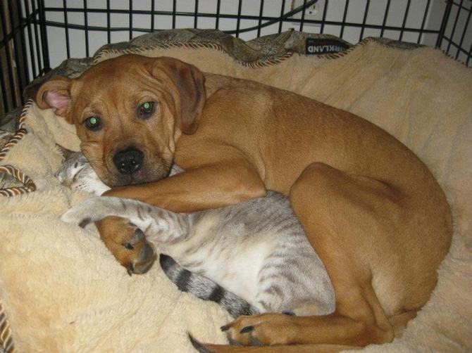 20 fotos engraçadas de gatos e cães que moram juntos 3