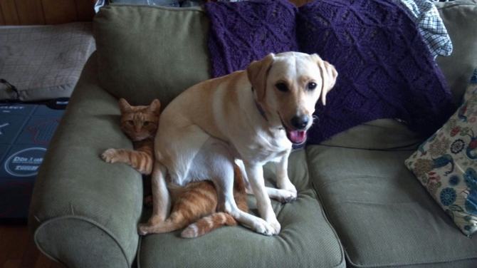 20 fotos engraçadas de gatos e cães que moram juntos 5
