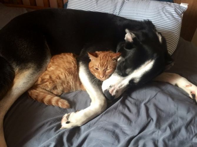 20 fotos engraçadas de gatos e cães que moram juntos 13