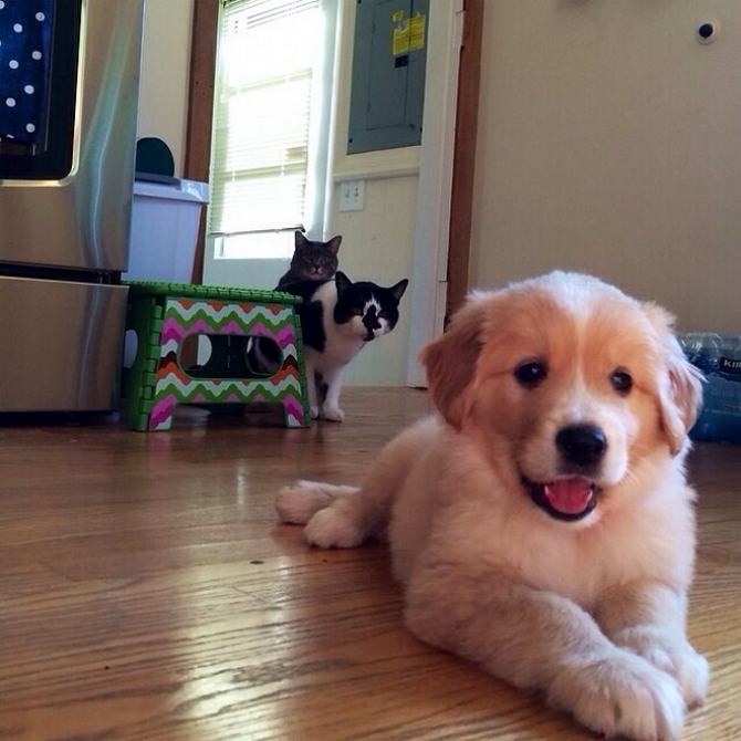 20 fotos engraçadas de gatos e cães que moram juntos 18