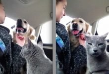 20 fotos engraçadas de gatos e cães que moram juntos 10