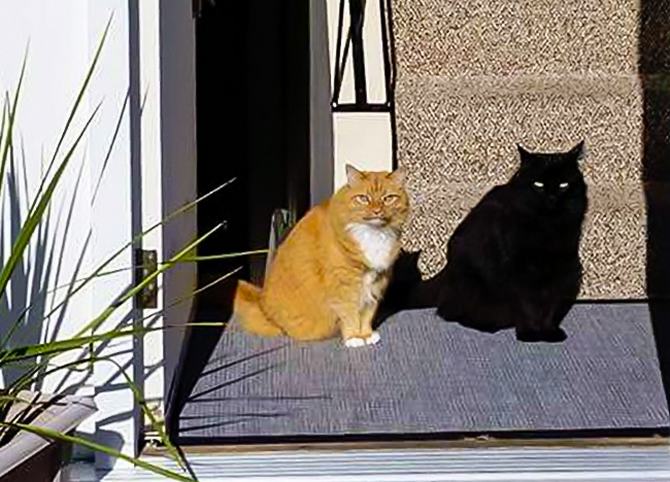 24 fotos incomuns que você precisa olhar duas veze 24