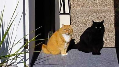 24 fotos incomuns que você precisa olhar duas veze 4