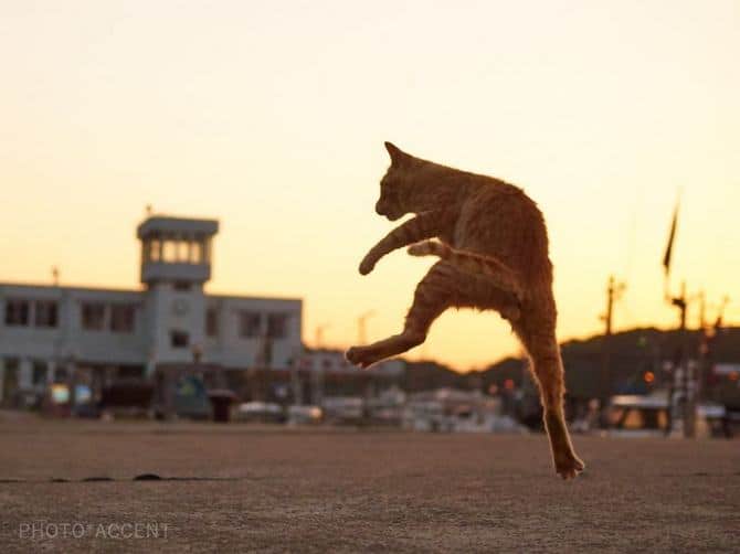 25 gatos que sabe a arte ninja 14