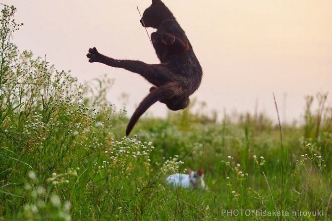 25 gatos que sabe a arte ninja 20