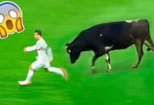 7 invasões de animais em jogo de futebol 5