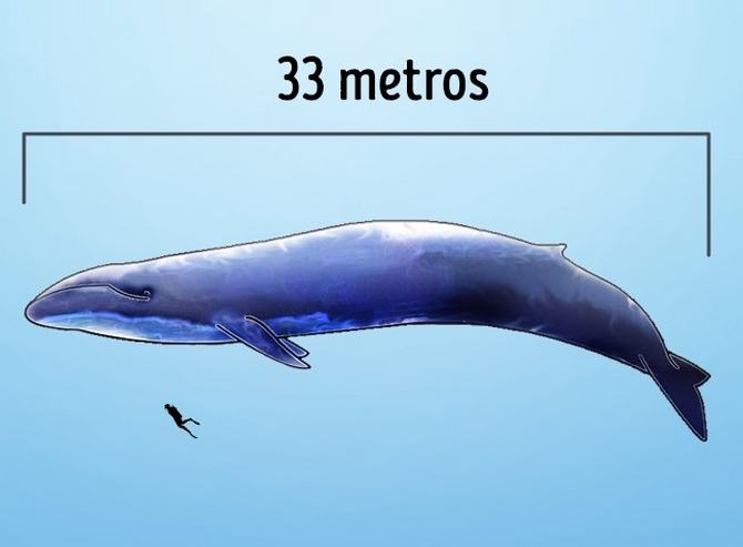 6 maiores animais que já passaram pela Terra 1