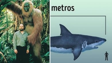 6 maiores animais que já passaram pela Terra 9