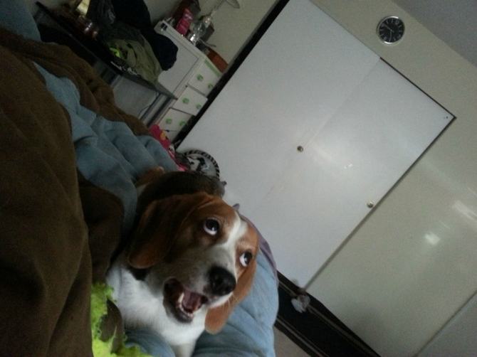 23 animais que quebraram a internet com suas reações inesquecíveis 2