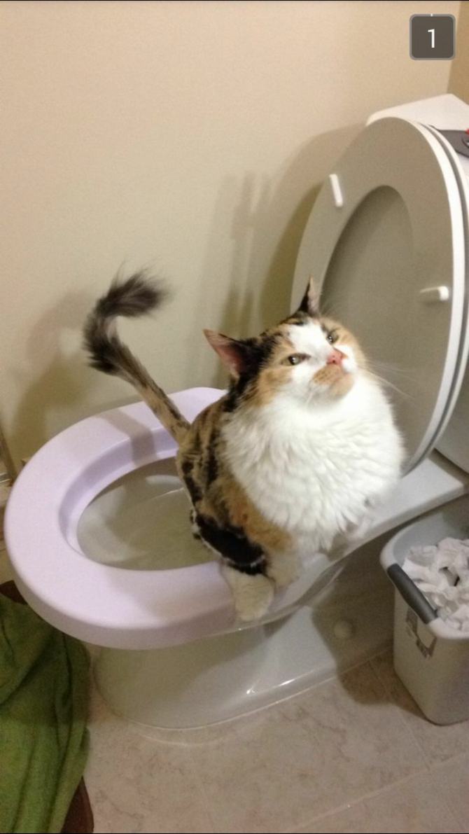 23 animais que quebraram a internet com suas reações inesquecíveis 6