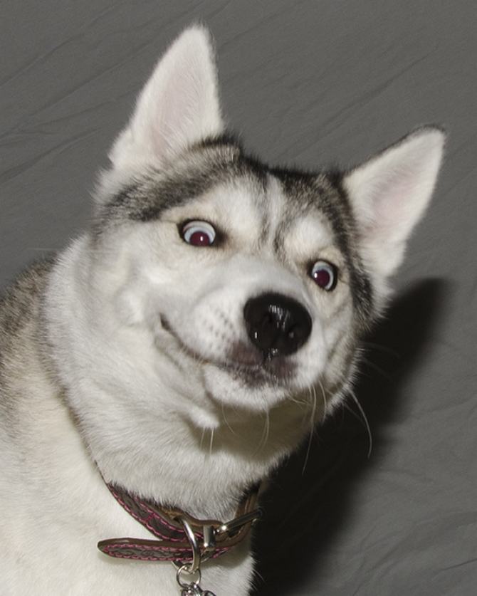 23 animais que quebraram a internet com suas reações inesquecíveis 10