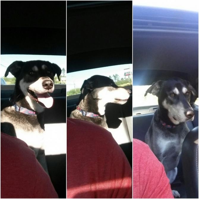 23 animais que quebraram a internet com suas reações inesquecíveis 11