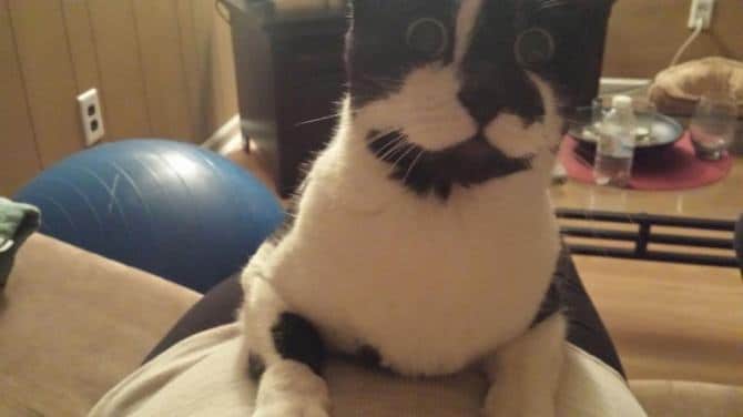 23 animais que quebraram a internet com suas reações inesquecíveis 13