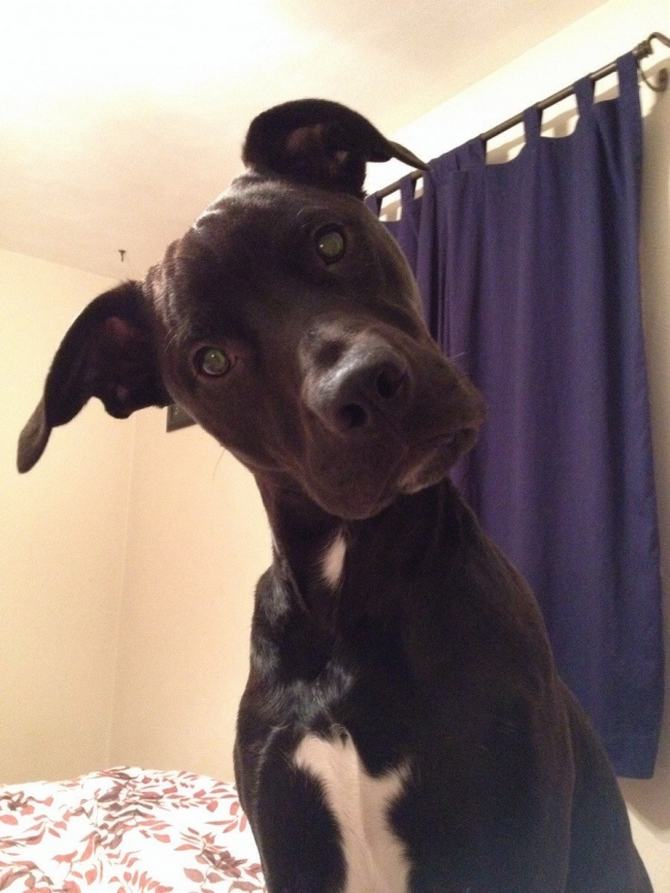 23 animais que quebraram a internet com suas reações inesquecíveis 16