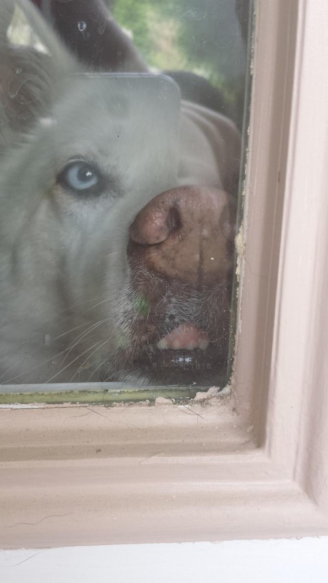 23 animais que quebraram a internet com suas reações inesquecíveis 17