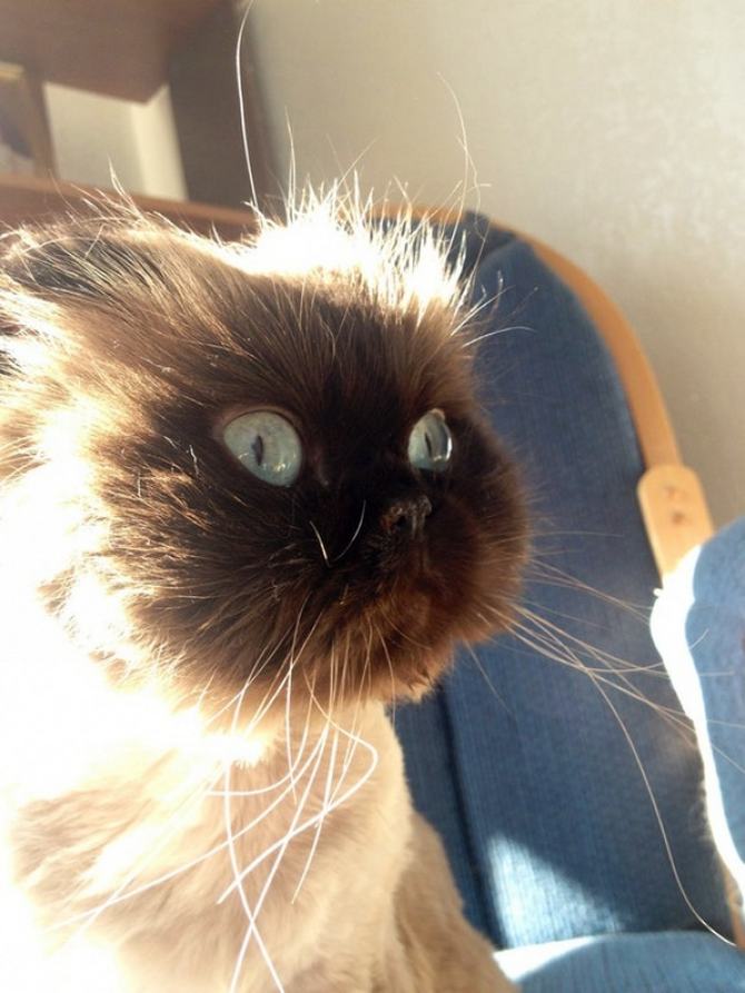 23 animais que quebraram a internet com suas reações inesquecíveis 18