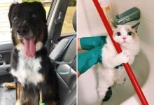 23 animais que quebraram a internet com suas reações inesquecíveis 10