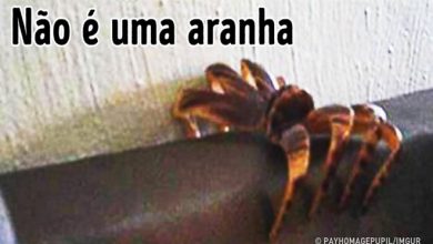 14 coisas que irão te surpreender 40