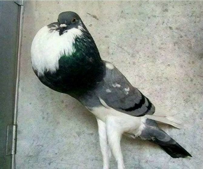 19 fotos com emoções são multidimensionais 18