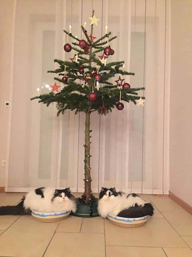 32 pessoas gênios que encontraram uma maneira de proteger suas árvores de natal de gatos e cães 19