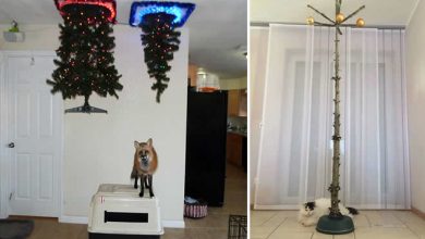 32 pessoas gênios que encontraram uma maneira de proteger suas árvores de natal de gatos e cães 7