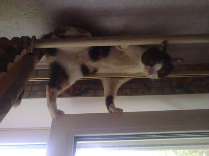 27 animais atrevidos que se agem completamente imprevisivelmente 2