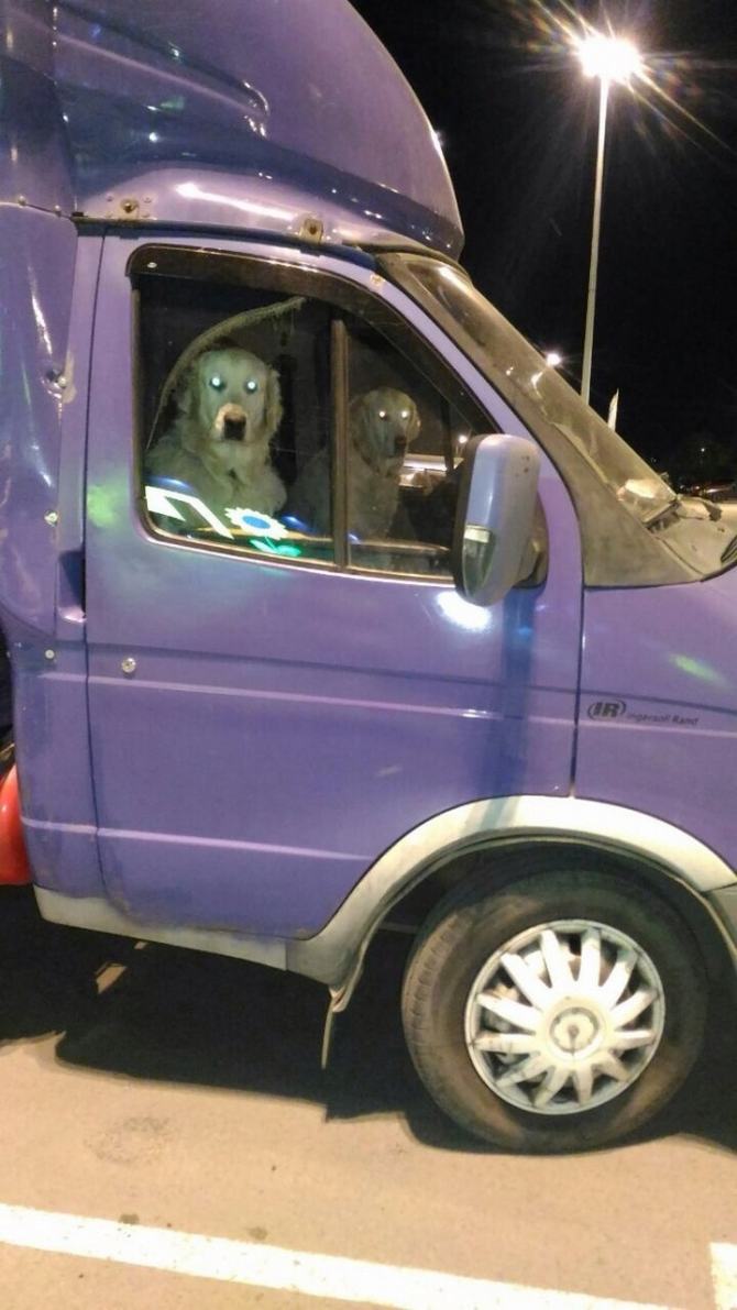 27 animais atrevidos que se agem completamente imprevisivelmente 3