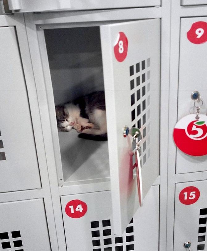 27 animais atrevidos que se agem completamente imprevisivelmente 4