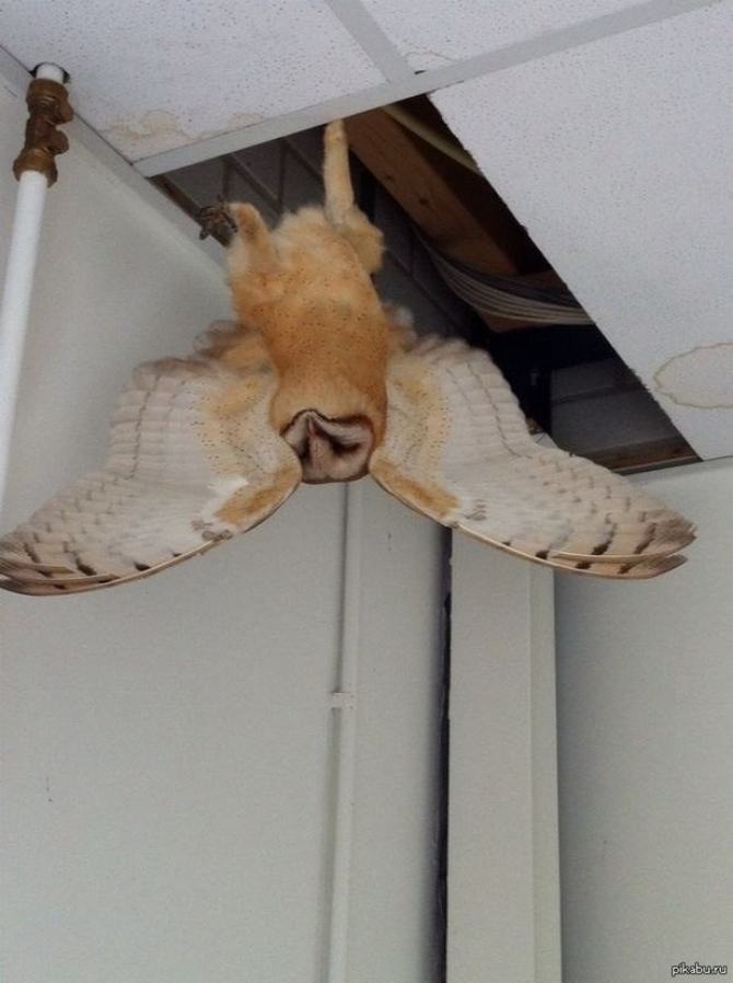 27 animais atrevidos que se agem completamente imprevisivelmente 5