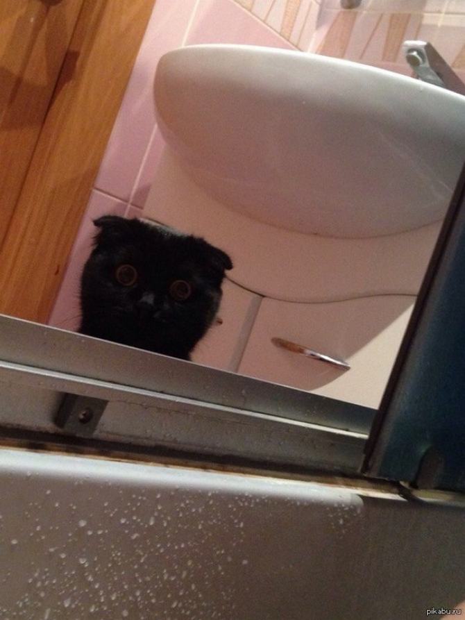 27 animais atrevidos que se agem completamente imprevisivelmente 8