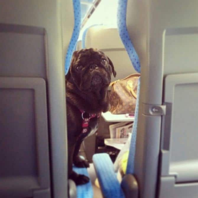 27 animais atrevidos que se agem completamente imprevisivelmente 9