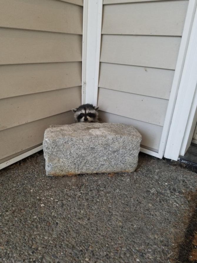 27 animais atrevidos que se agem completamente imprevisivelmente 10