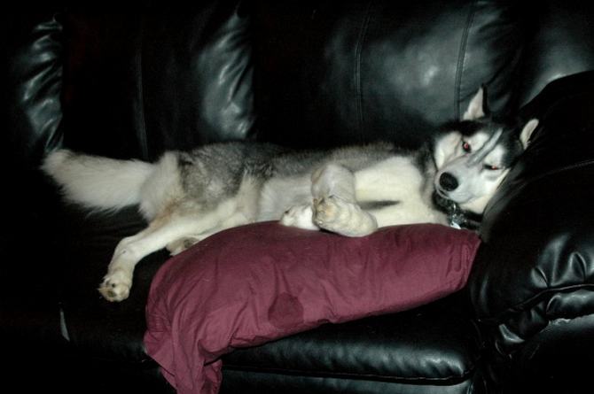 27 animais atrevidos que se agem completamente imprevisivelmente 11