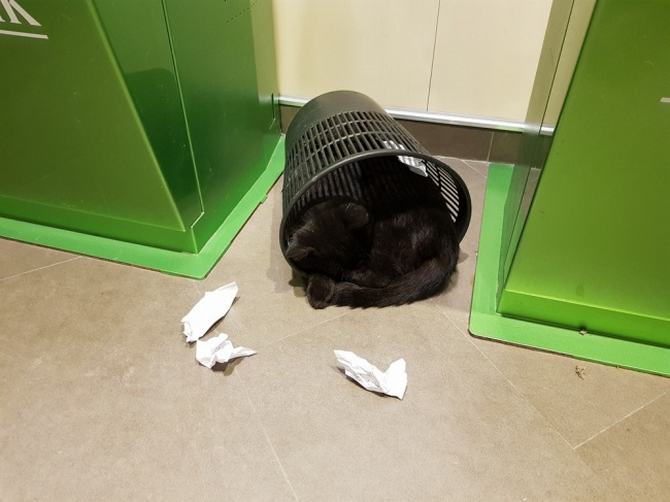 27 animais atrevidos que se agem completamente imprevisivelmente 12