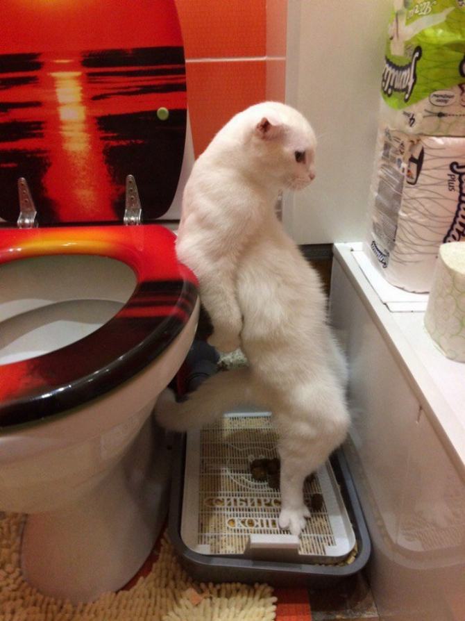 27 animais atrevidos que se agem completamente imprevisivelmente 13