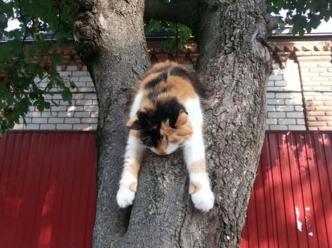 27 animais atrevidos que se agem completamente imprevisivelmente 18