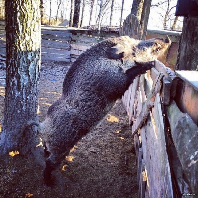 27 animais atrevidos que se agem completamente imprevisivelmente 21