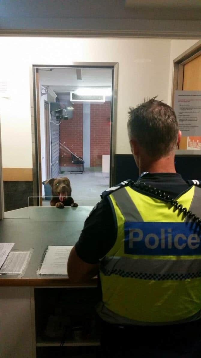 27 animais atrevidos que se agem completamente imprevisivelmente 23