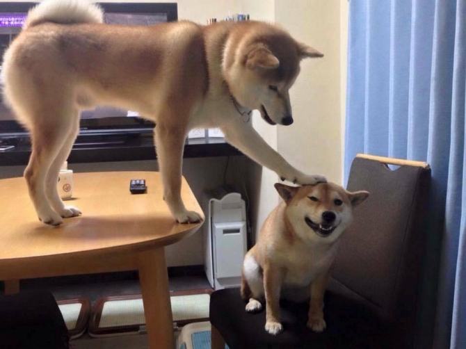 27 animais atrevidos que se agem completamente imprevisivelmente 26