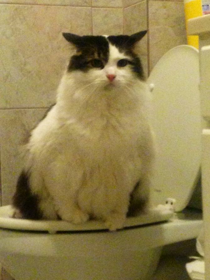 27 animais atrevidos que se agem completamente imprevisivelmente 27