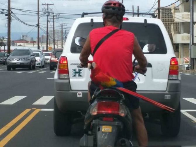 Como eles conseguem suas licenças de condução ?! (36 fotos) 3