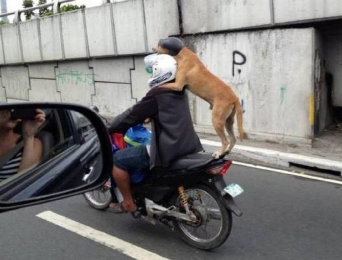 Como eles conseguem suas licenças de condução ?! (36 fotos) 15
