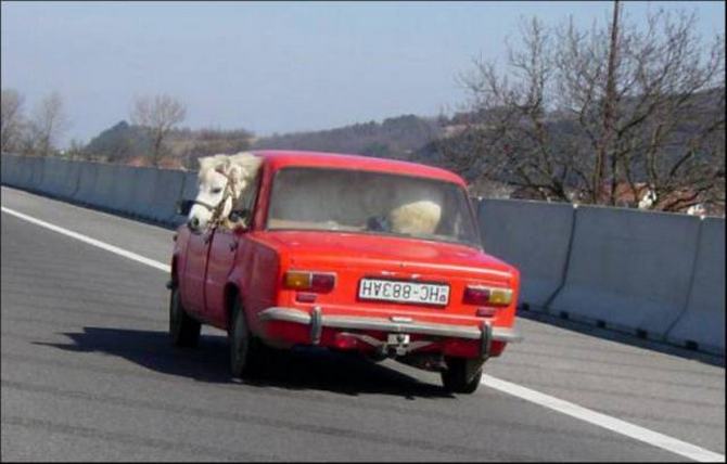 Como eles conseguem suas licenças de condução ?! (36 fotos) 18