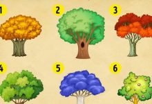 9 árvores, escolha uma e descubra as mudanças que você precisa fazer no ano novo 9