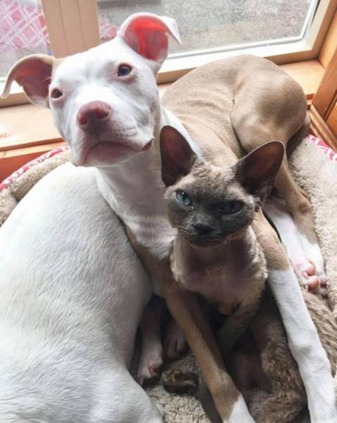 42 fotos para destruir seu cérebro 13